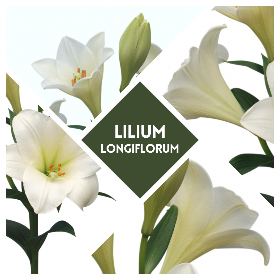 Lilium Longiflora